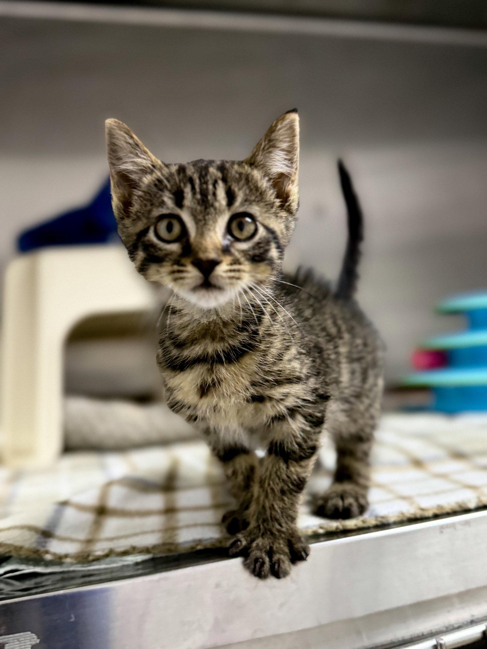 Enlarge Kelso, a Adoptable Domestic Short Hair in Sanford, NC image 2/2