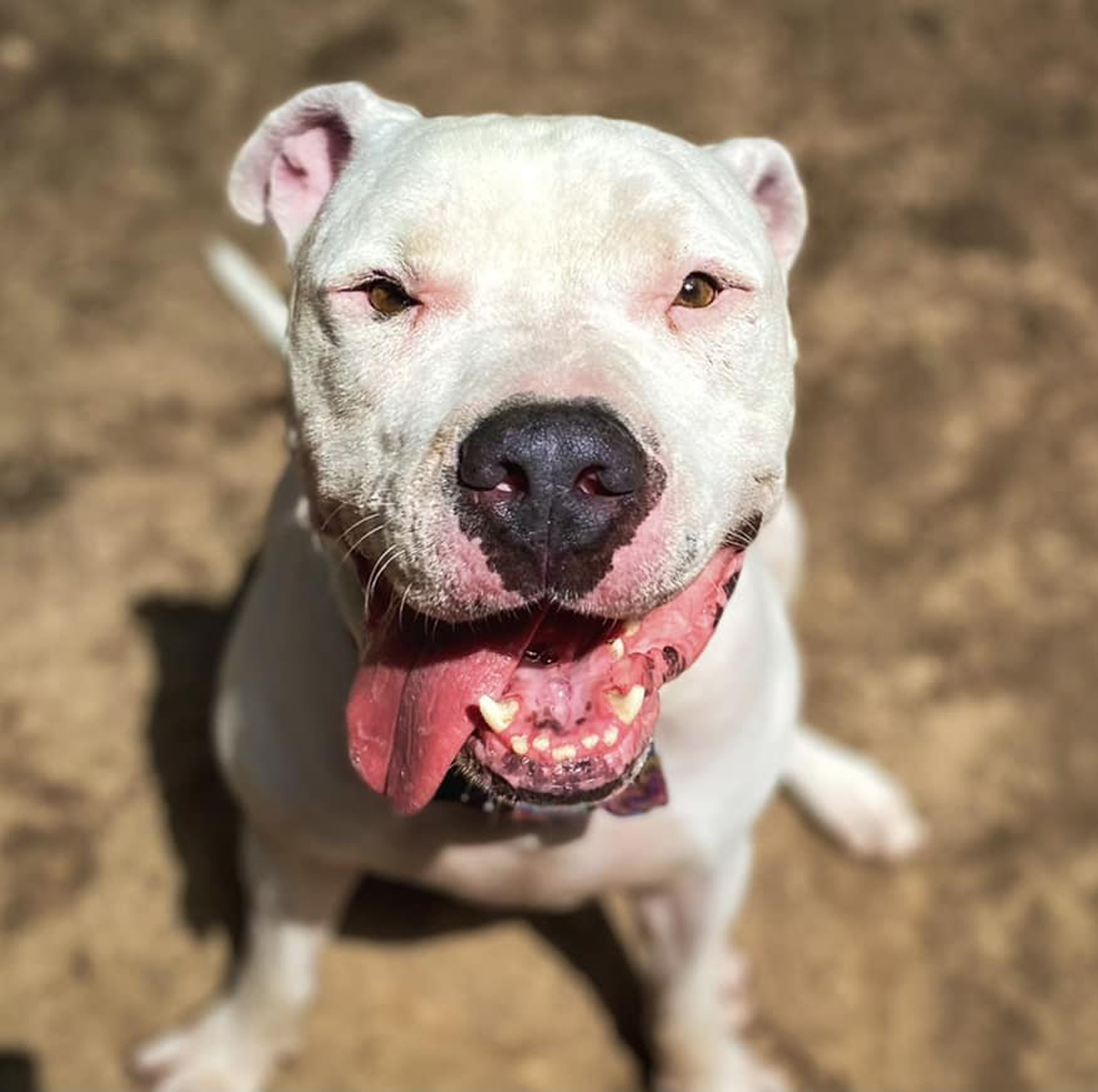 Sachi, Adoptable, Adult Male Dogo Argentino & American Bulldog.