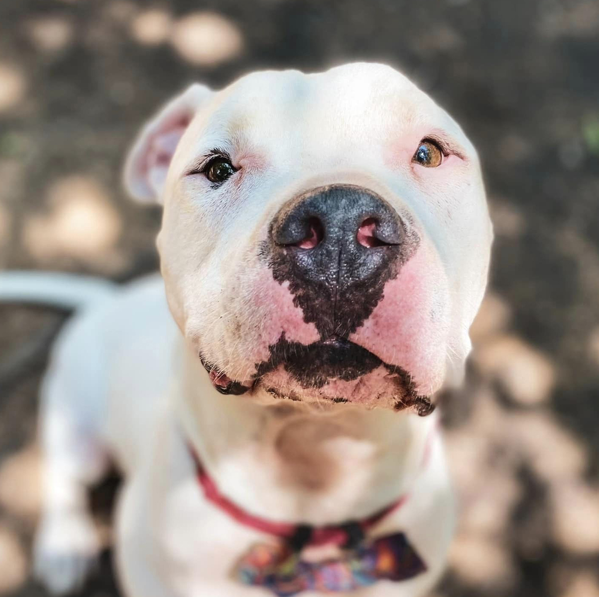 Sachi, a Adoptable mixed breed in Georgetown, TX image 2/6