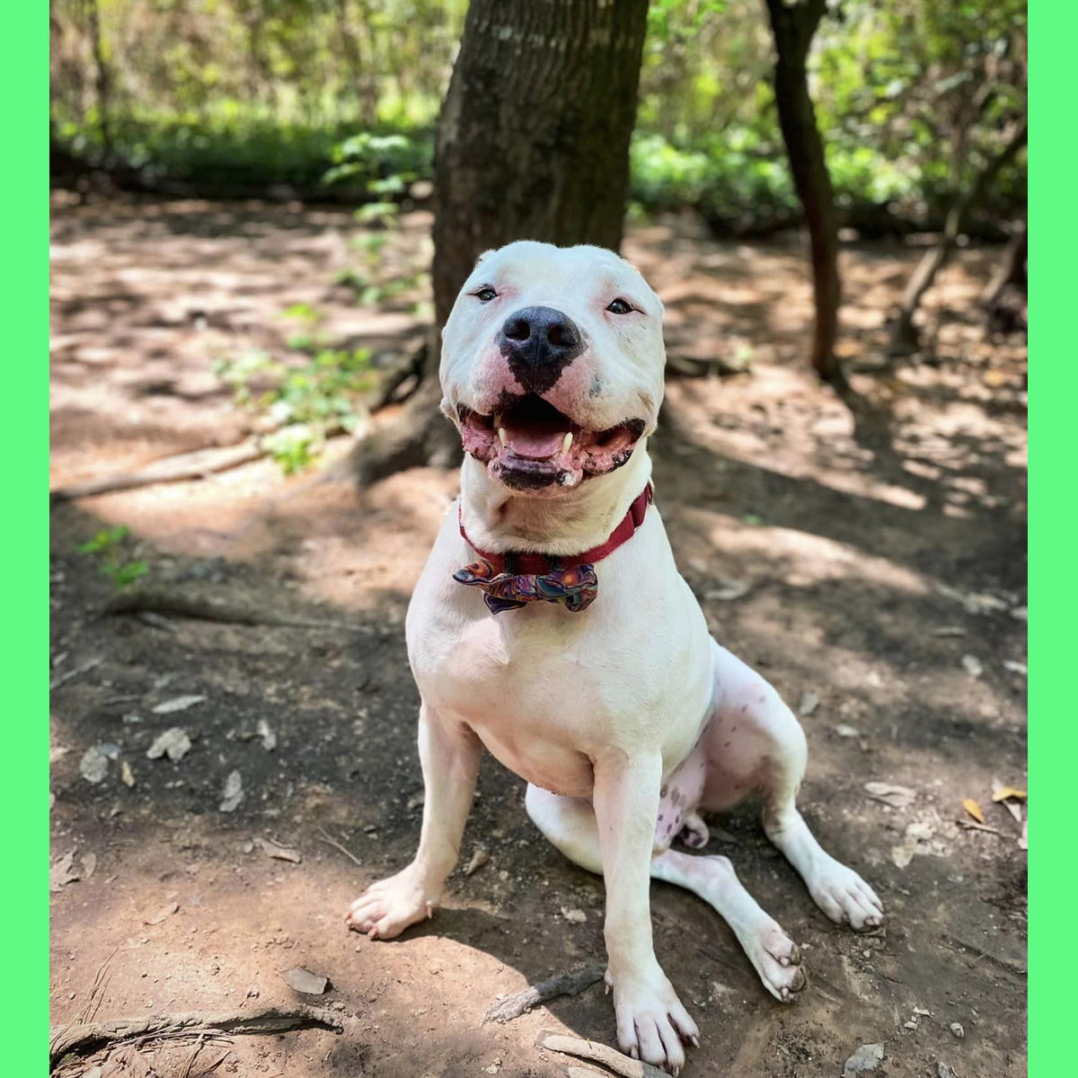 Sachi, a Adoptable mixed breed in Georgetown, TX image 3/6