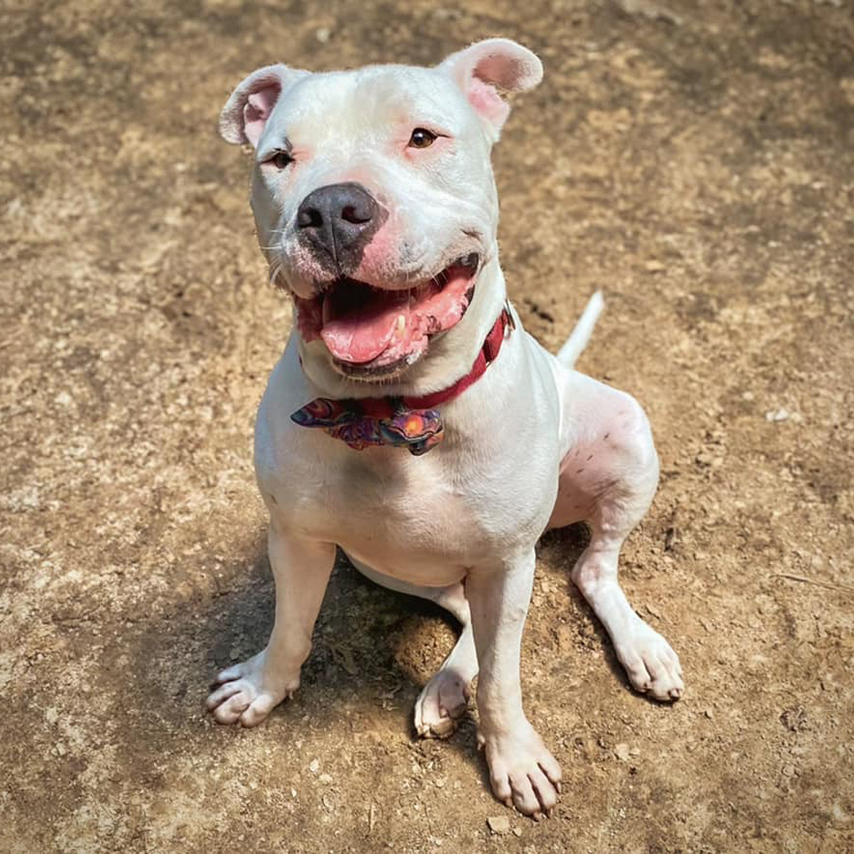 Sachi, a Adoptable mixed breed in Georgetown, TX image 4/6