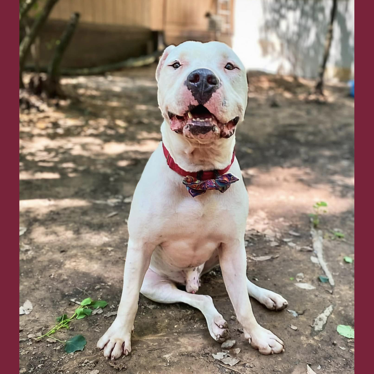 Sachi, a Adoptable mixed breed in Georgetown, TX image 5/6