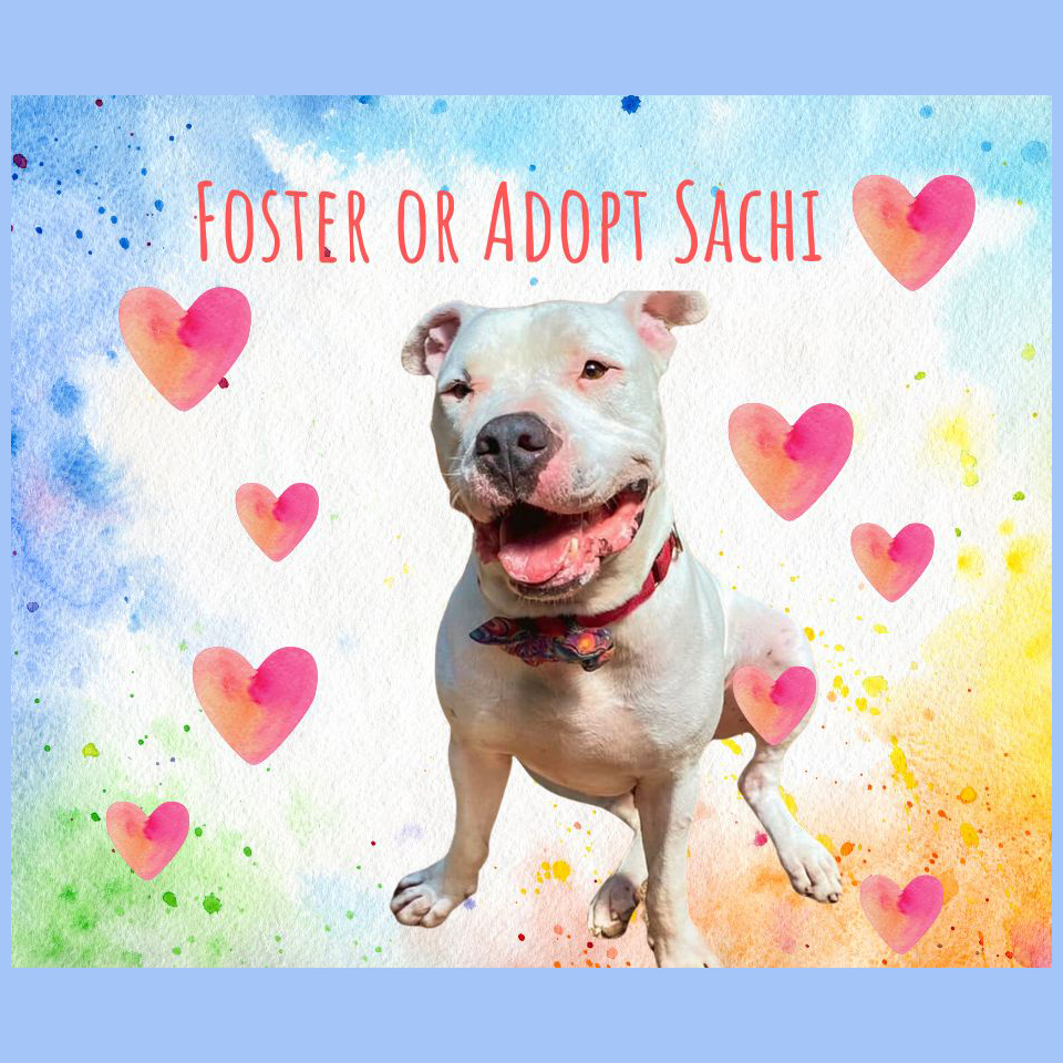 Sachi, Adoptable, Adult Male Dogo Argentino & American Bulldog.