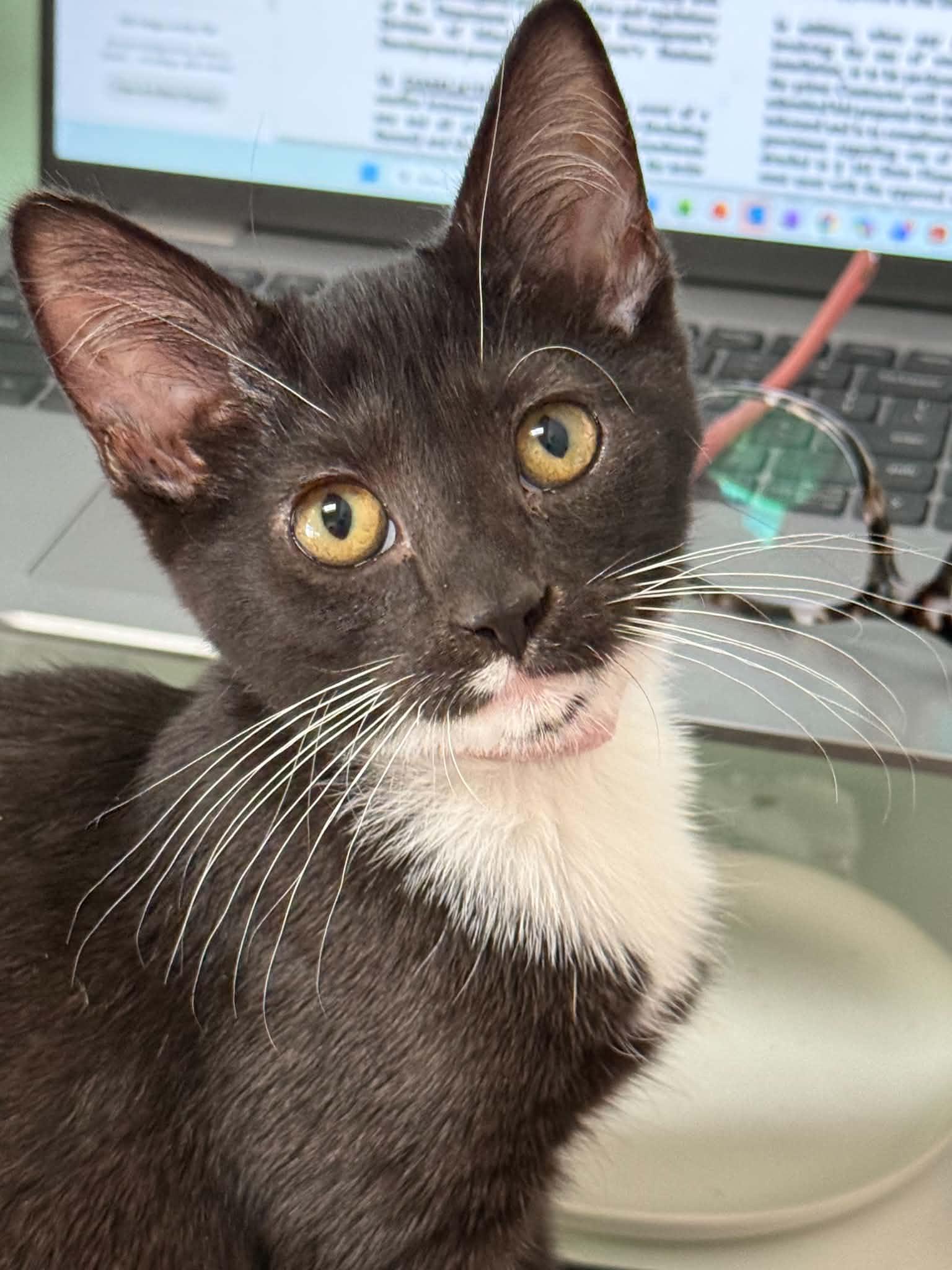 Hepburn, Adoptable, Kitten Female Domestic Short Hair.