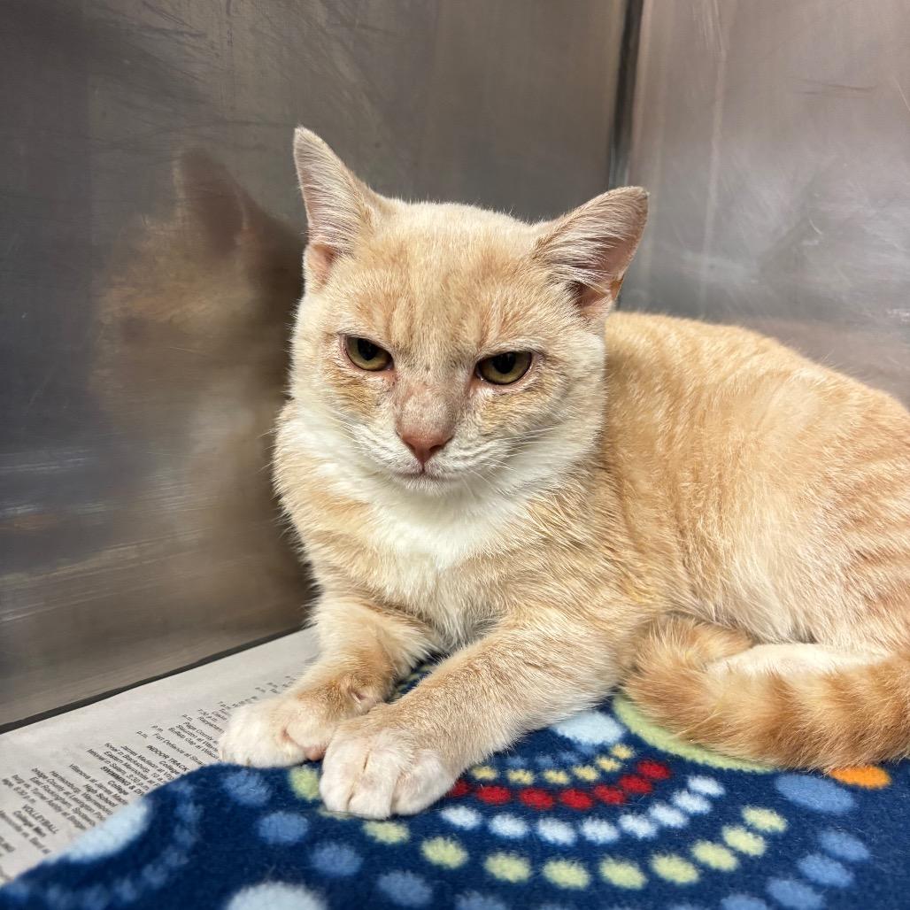 Pete, Adoptable, Young Male Domestic Short Hair.