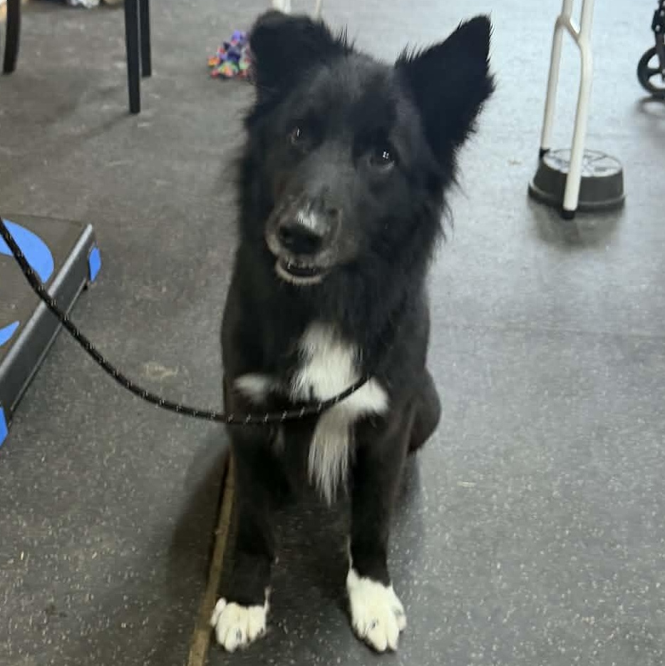 Enlarge Woofy, a Adoptable mixed breed in Lisle, ON image 2/2