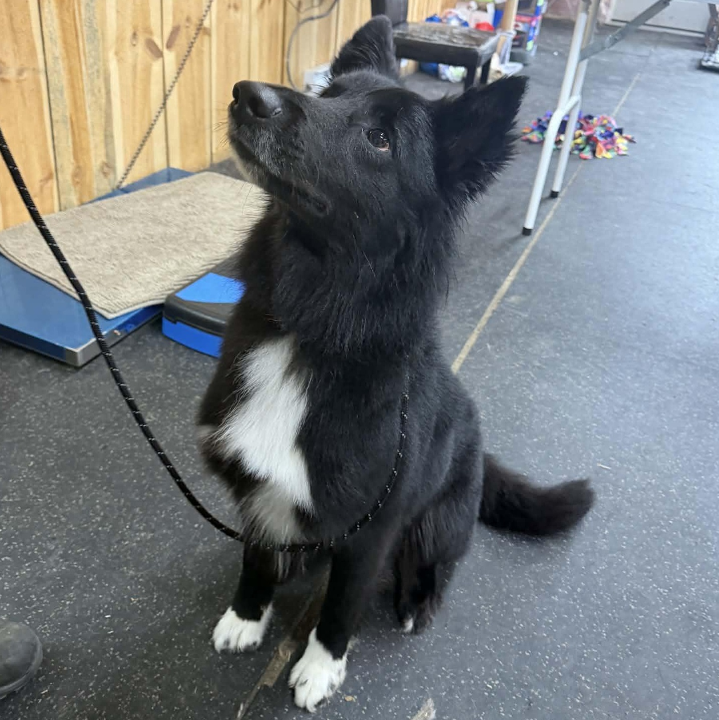 Woofy, Adoptable, Young Male Border Collie.