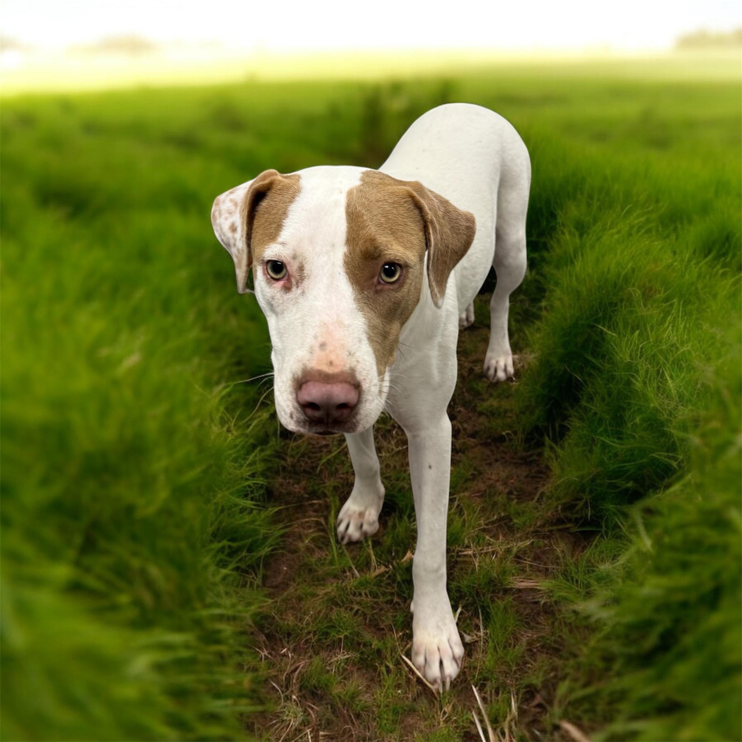Enlarge Maizee, an adopted mixed breed in Williston, VT image 2/4