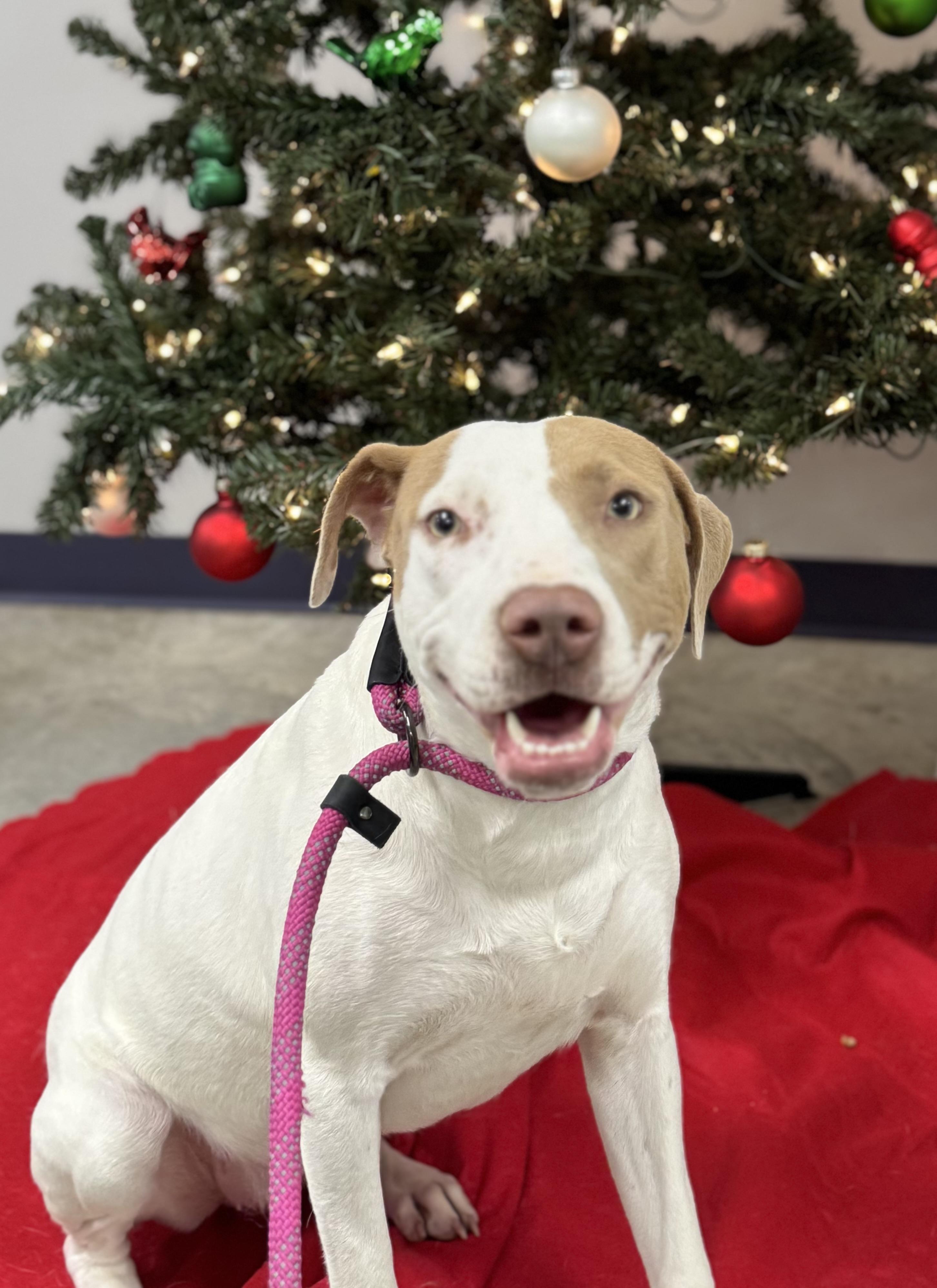 Enlarge Maizee, an adopted mixed breed in Williston, VT image 3/4