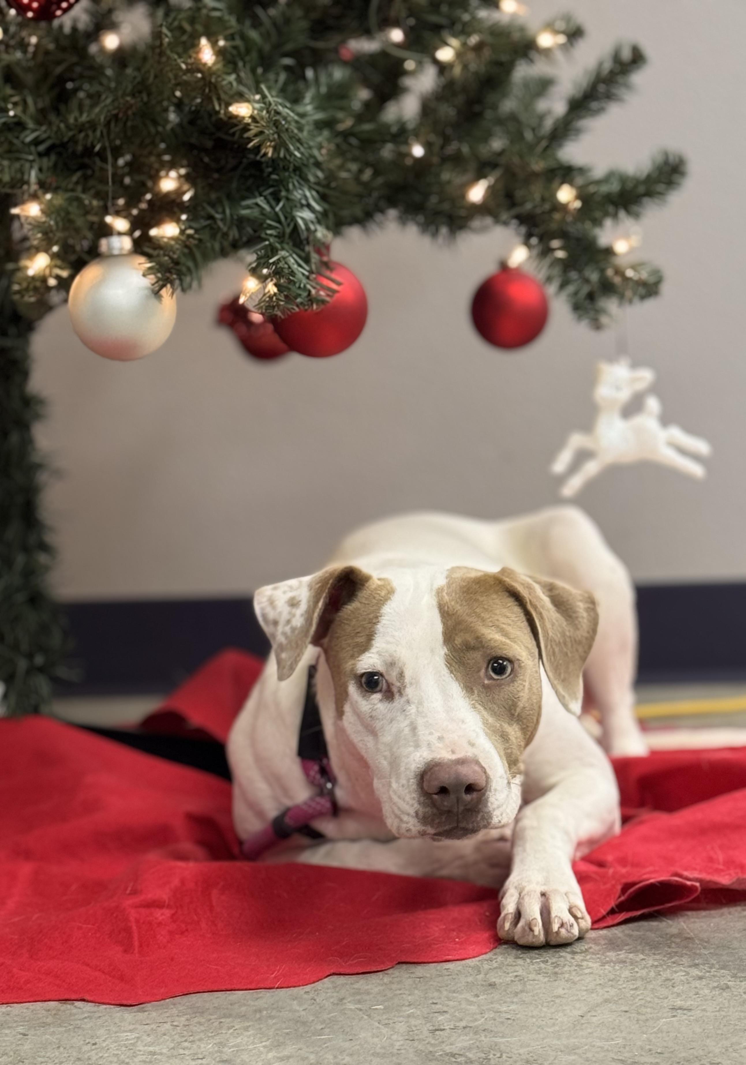 Enlarge Maizee, an adopted mixed breed in Williston, VT image 1/4