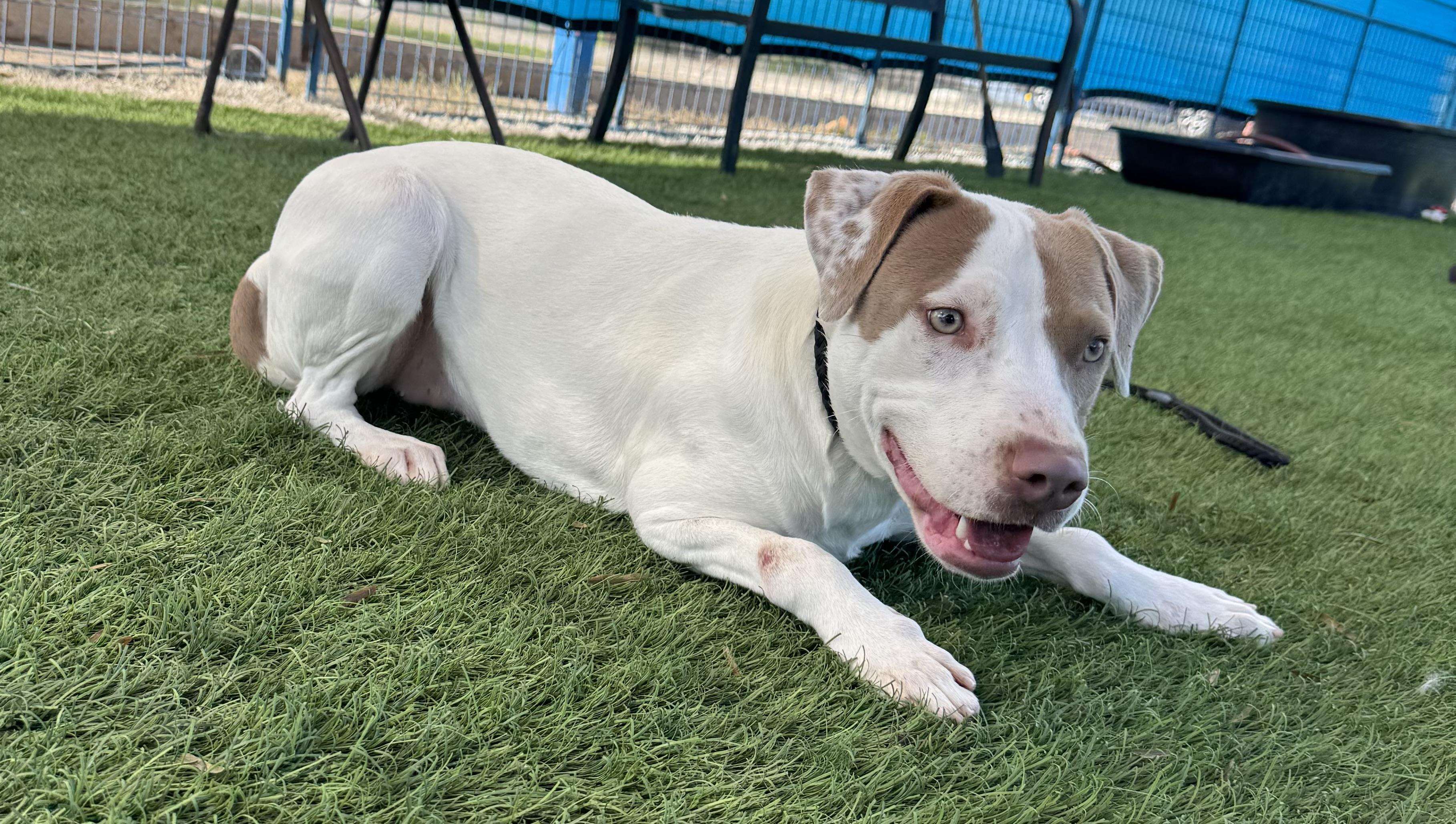 Enlarge Maizee, an adopted mixed breed in Williston, VT image 4/4