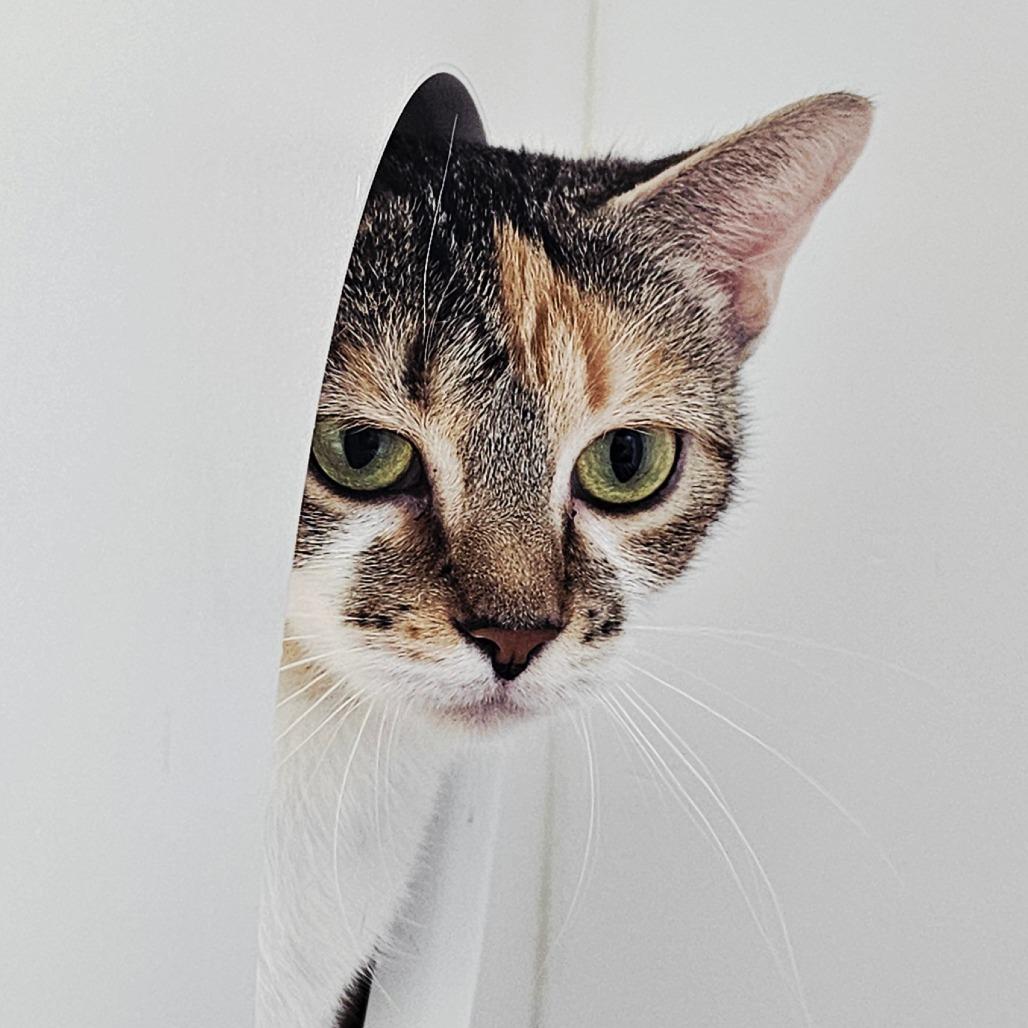 Opal, a Adoptable Domestic Short Hair in Columbus, NC image 1/6