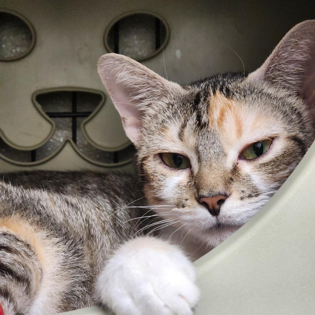 Opal, a Adoptable Domestic Short Hair in Columbus, NC image 2/6