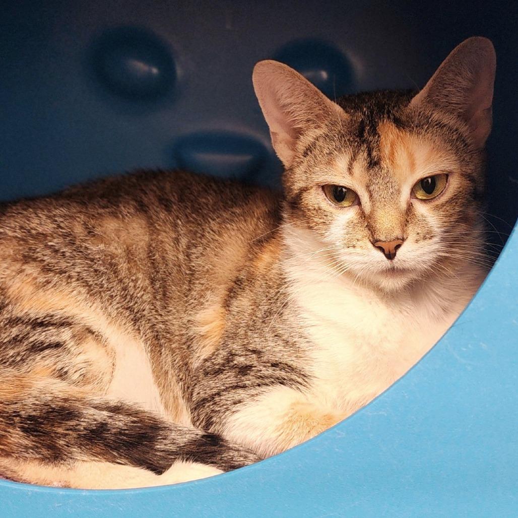 Opal, a Adoptable Domestic Short Hair in Columbus, NC image 3/6