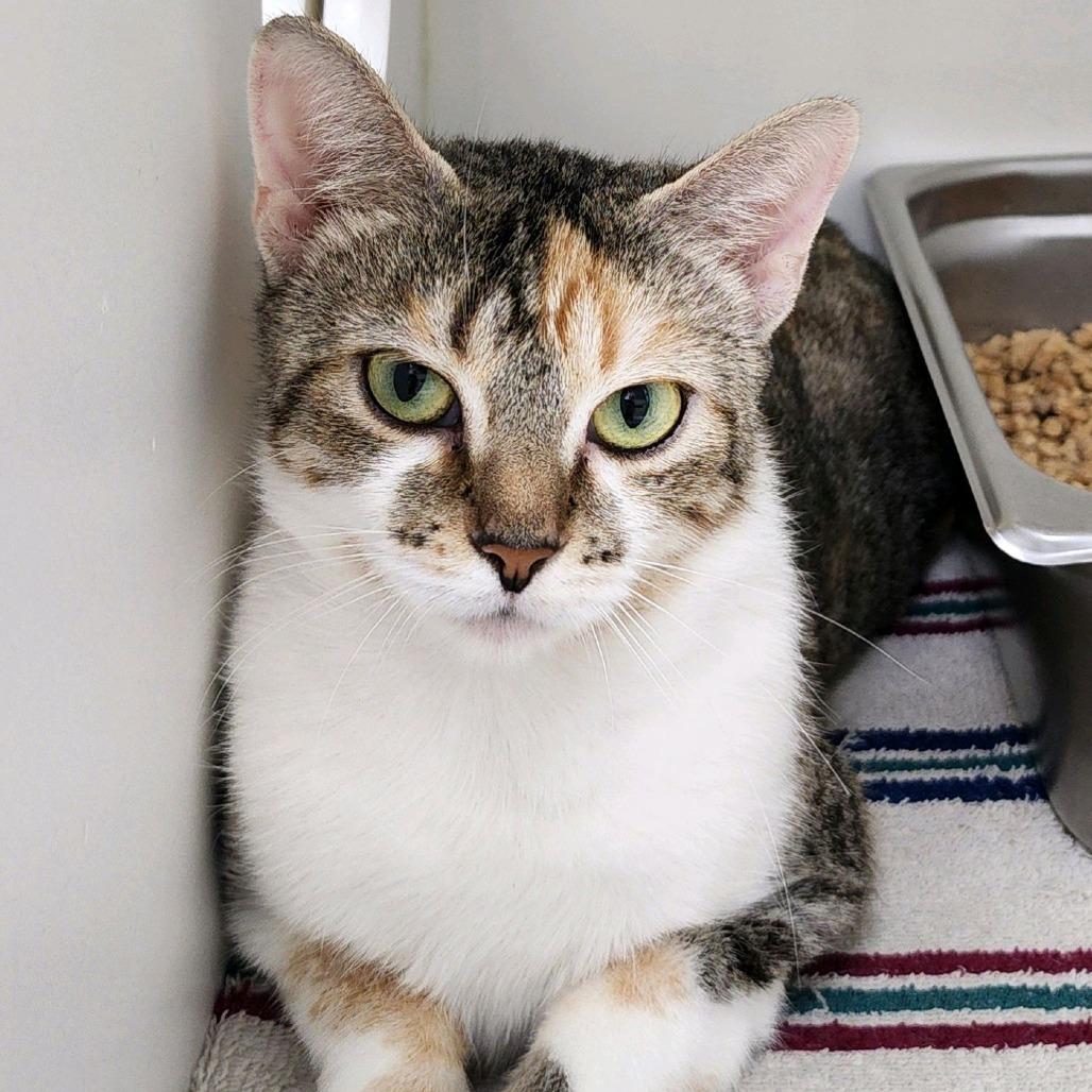 Opal, a Adoptable Domestic Short Hair in Columbus, NC image 4/6