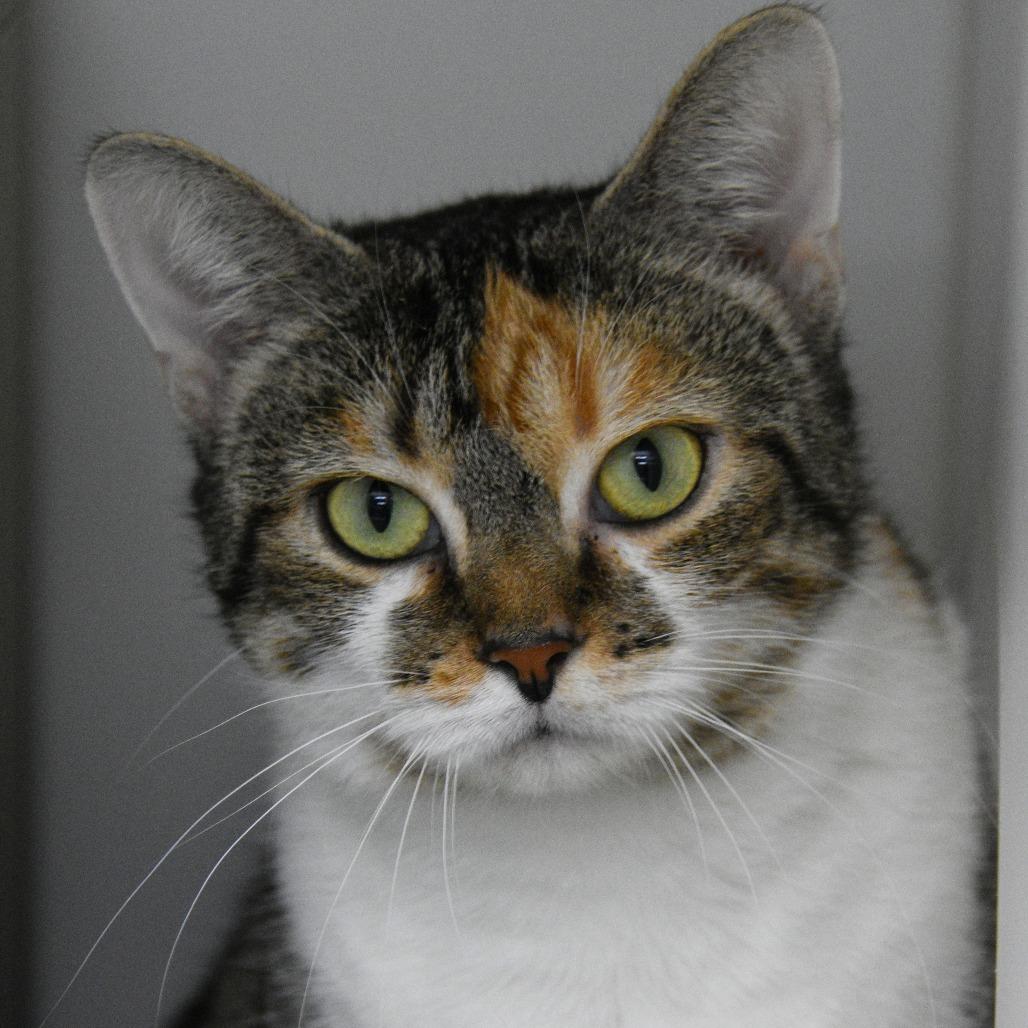 Opal, a Adoptable Domestic Short Hair in Columbus, NC image 5/6