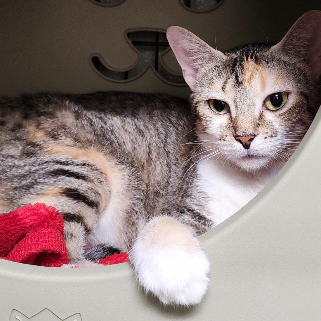 Opal, a Adoptable Domestic Short Hair in Columbus, NC image 6/6