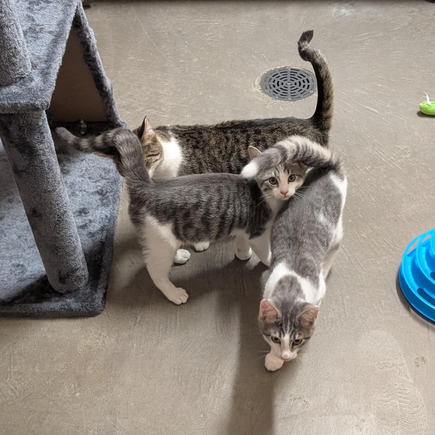 Enlarge Wyld, a Adoptable Domestic Short Hair in Renfrew, PA image 3/4