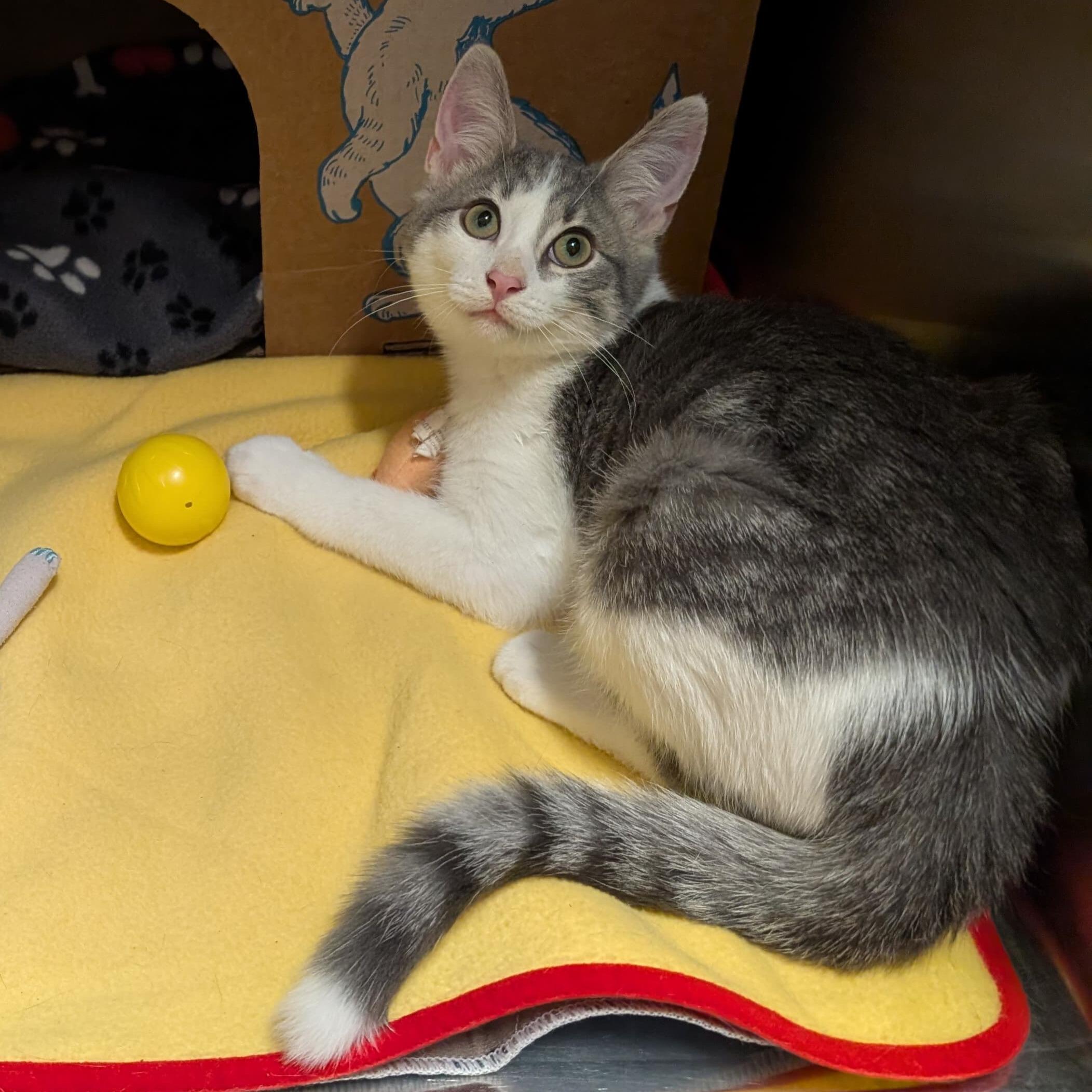 Wyld, Adoptable, Kitten Male Domestic Short Hair.