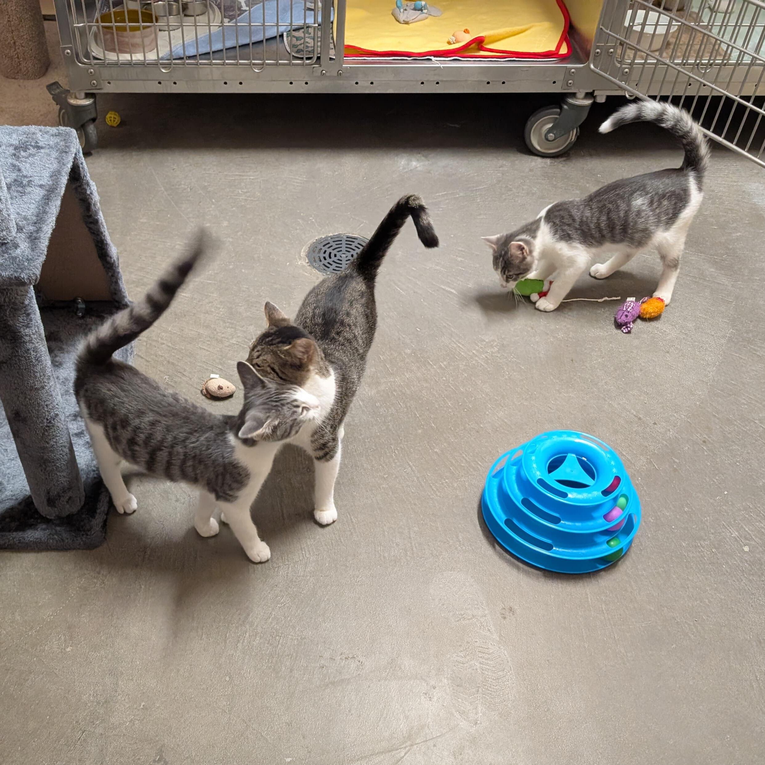 Enlarge Wyld, a Adoptable Domestic Short Hair in Renfrew, PA image 2/4