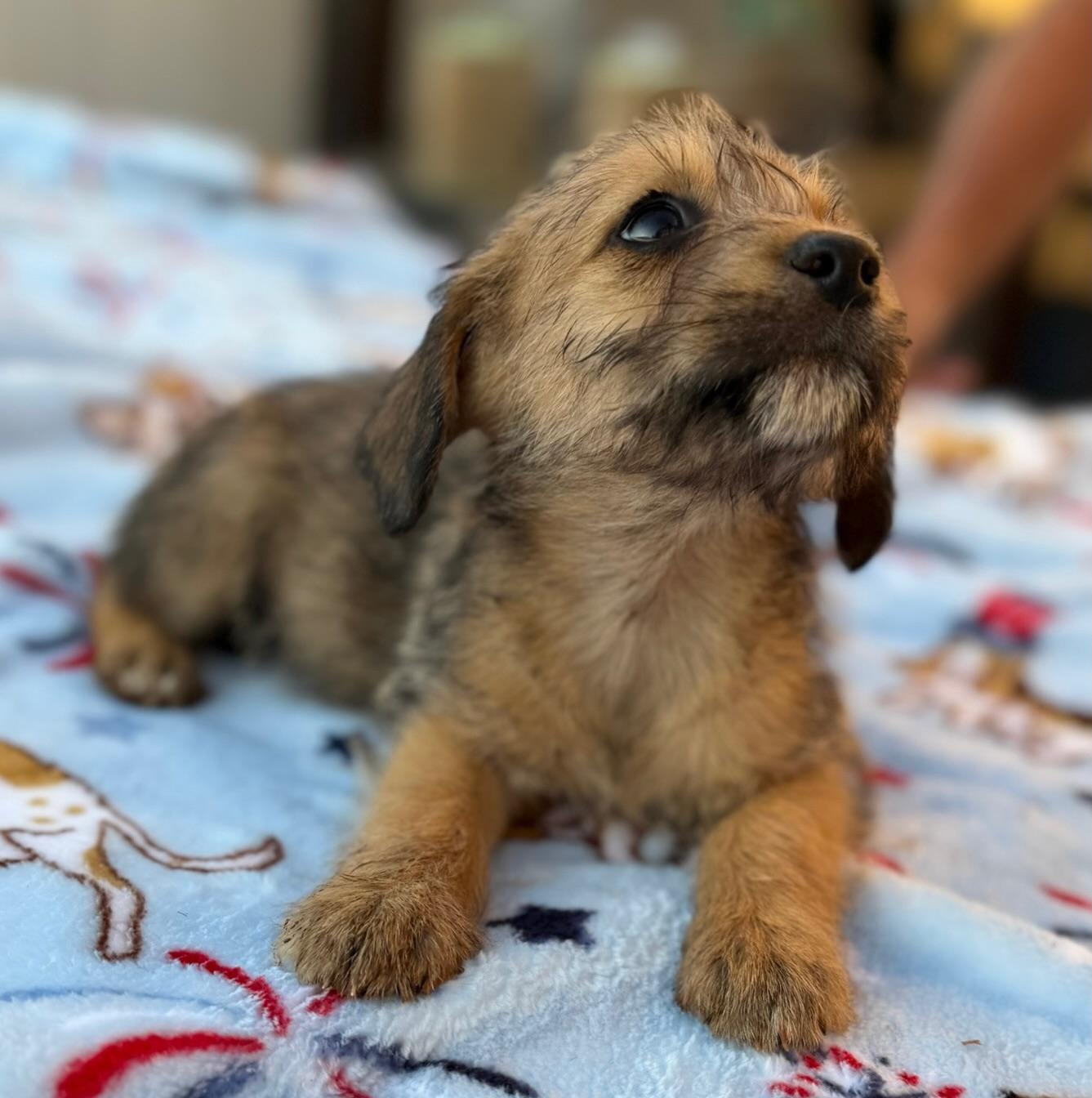 Rainey, an adopted Norfolk Terrier in Calera, AL image 5/6