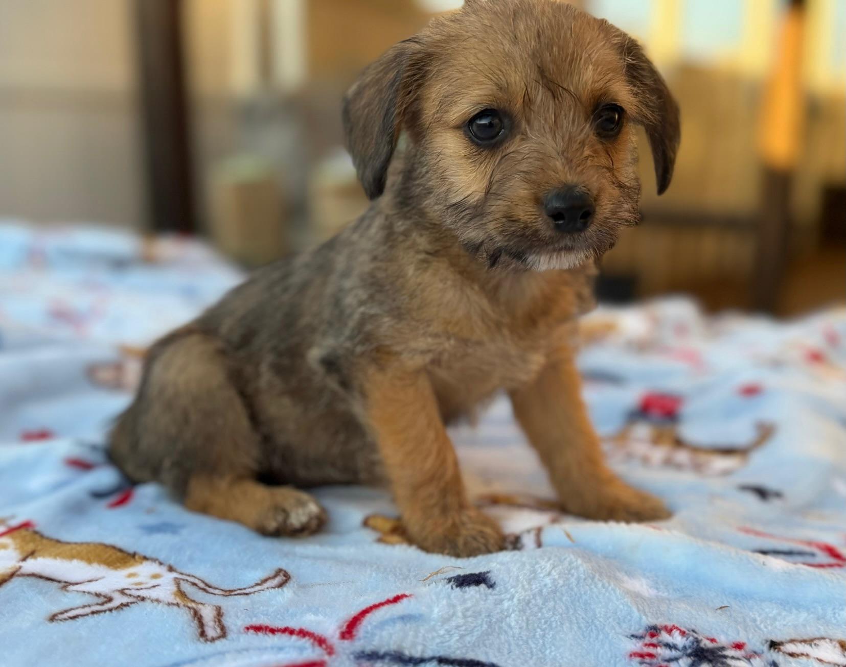 Rainey, adopted, Puppy Female Norfolk Terrier.