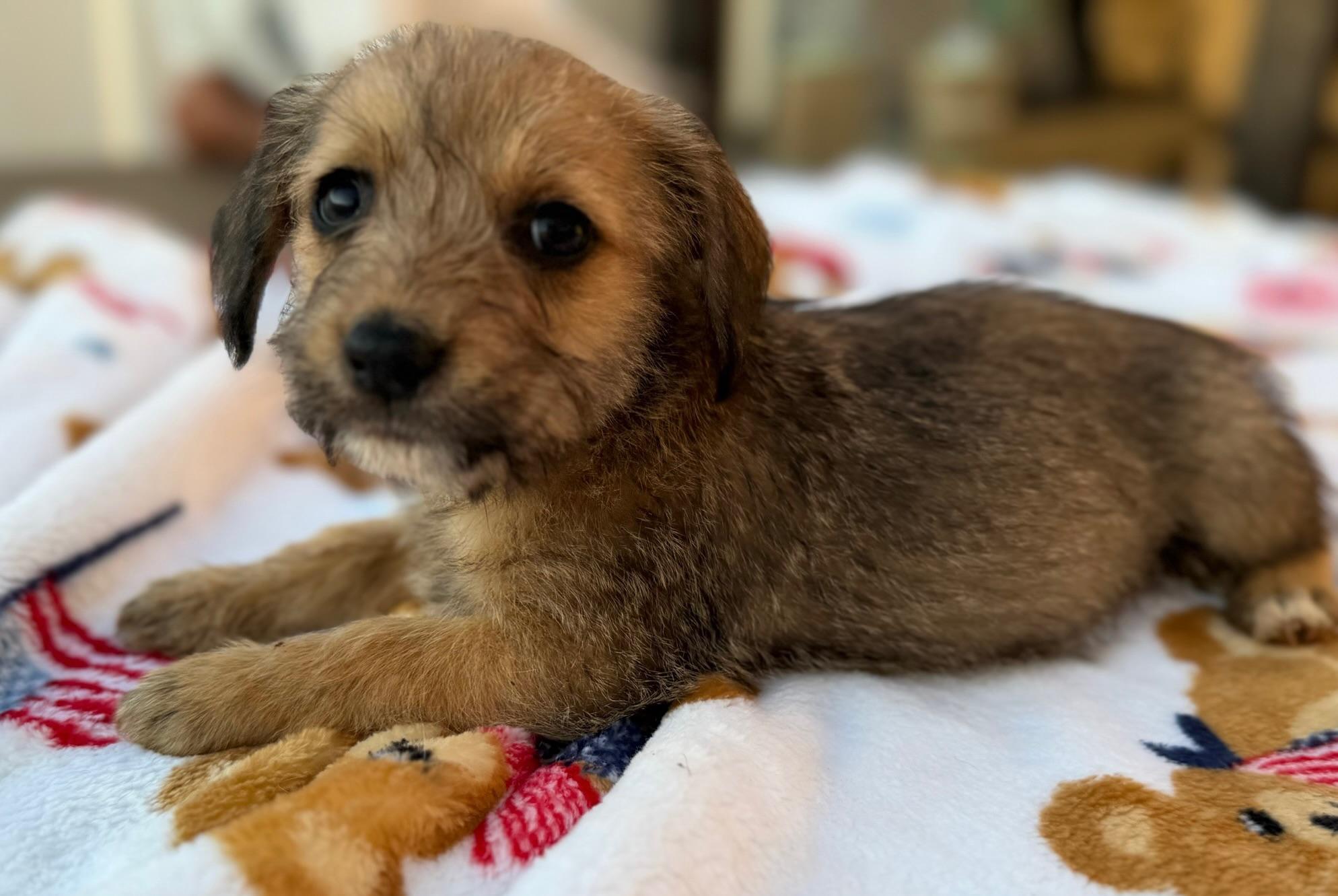 Rainey, an adopted Norfolk Terrier in Calera, AL image 6/6