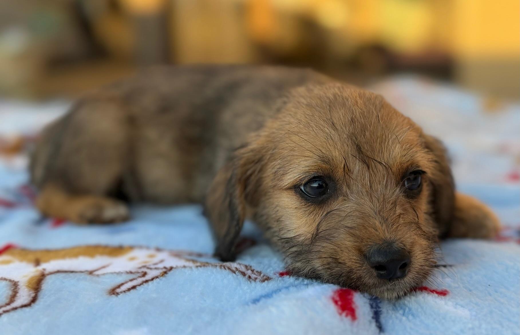 Rainey, an adopted Norfolk Terrier in Calera, AL image 3/6