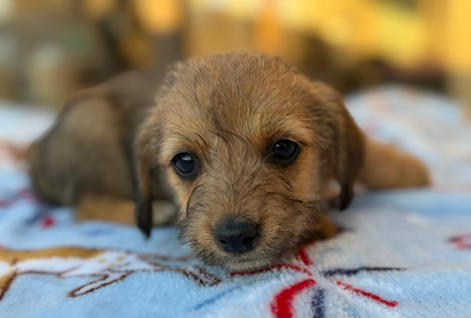 Rainey, an adopted Norfolk Terrier in Calera, AL image 4/6