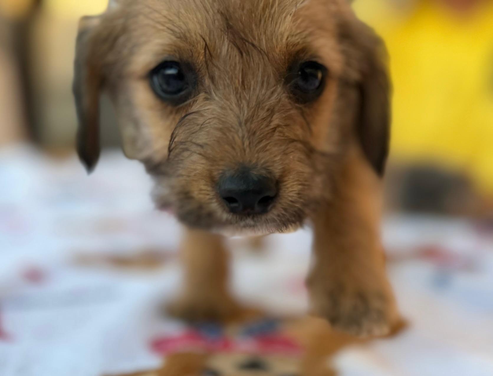 Rainey, an adopted Norfolk Terrier in Calera, AL image 2/6