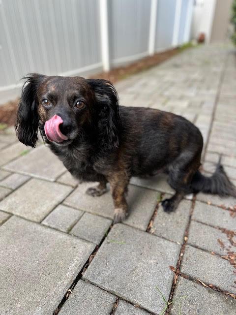 Enlarge Max - Fostered in Salem, Oregon, a hold mixed breed in Portland, OR image 1/5