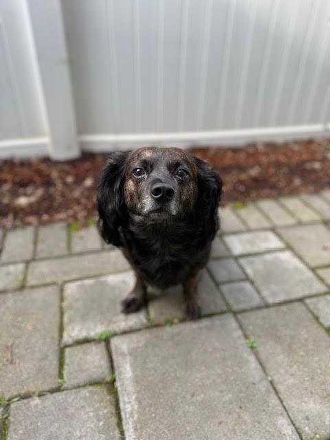 Enlarge Max - Fostered in Salem, Oregon, a hold mixed breed in Portland, OR image 4/5