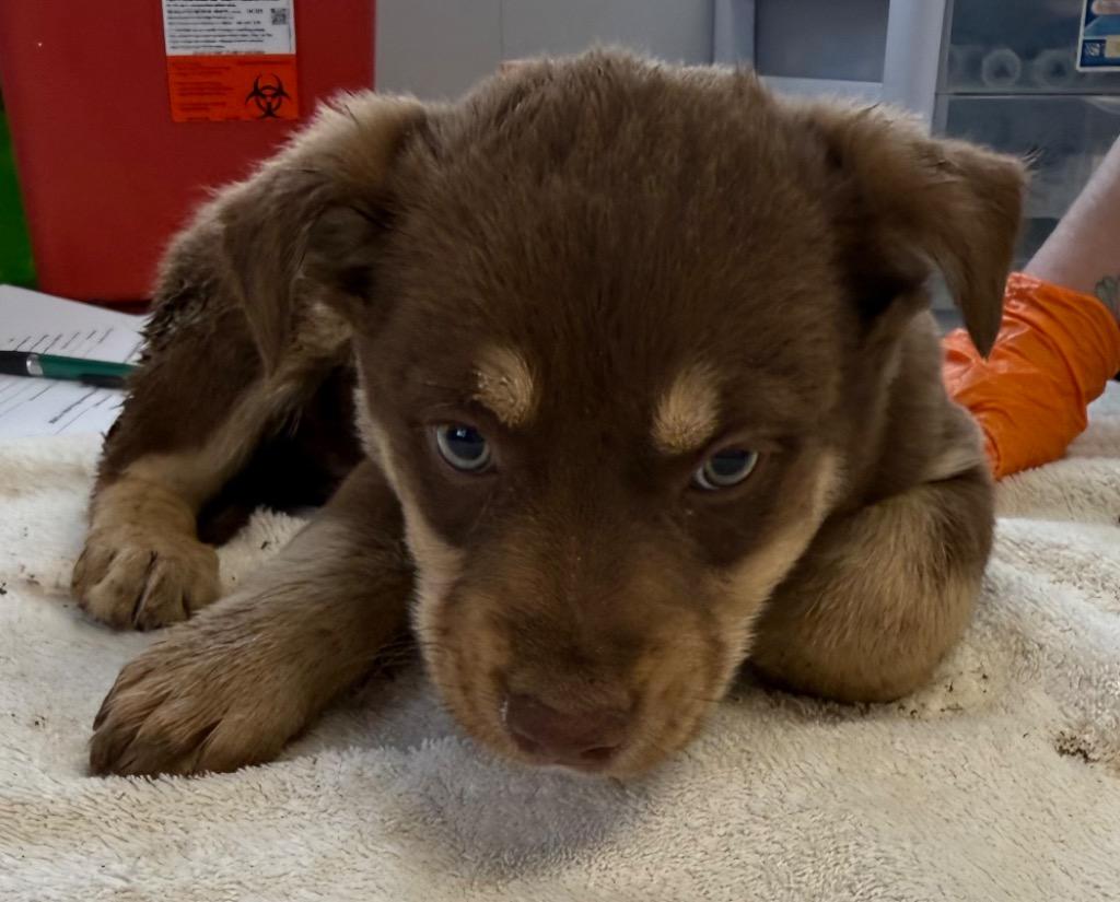 Dabbs, Adoptable, Puppy Male Corgi & Shepherd.