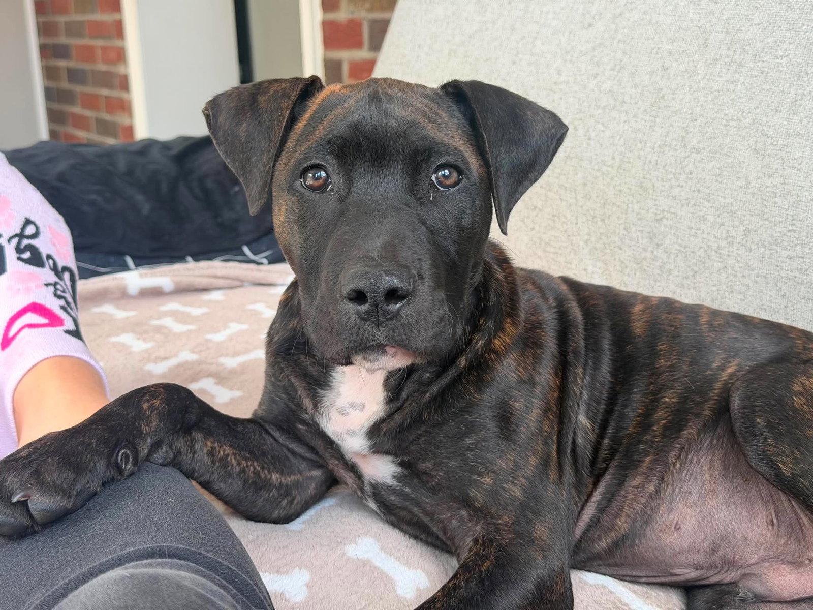 Monte, a Adopted mixed breed in Catasauqua, PA image 1/3