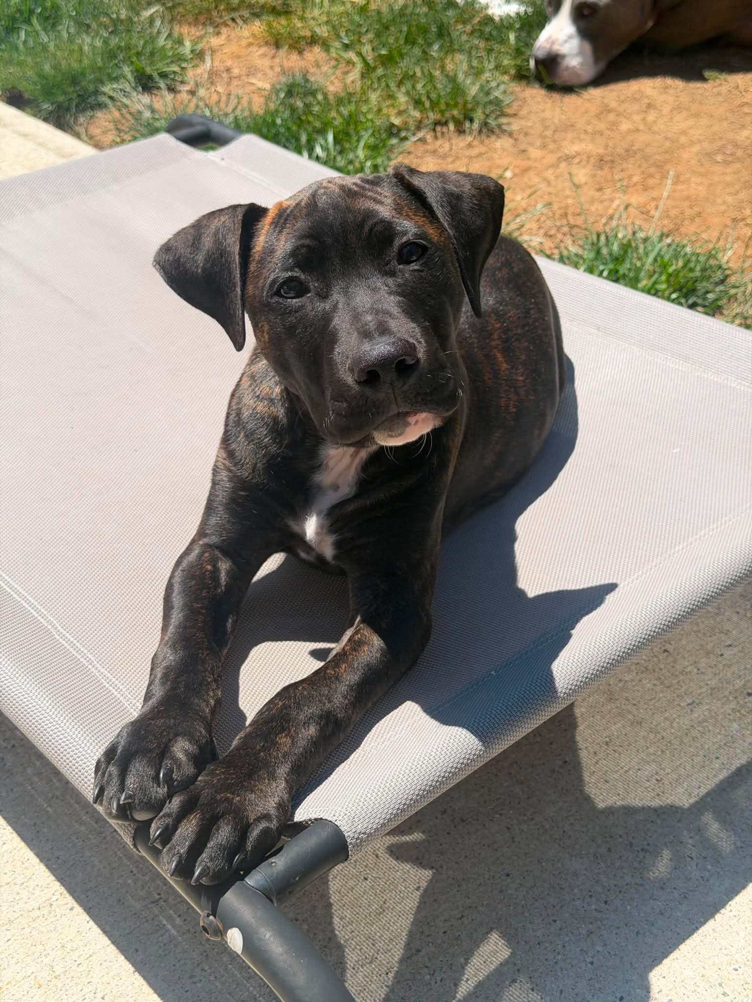Monte, a Adopted mixed breed in Catasauqua, PA image 3/3