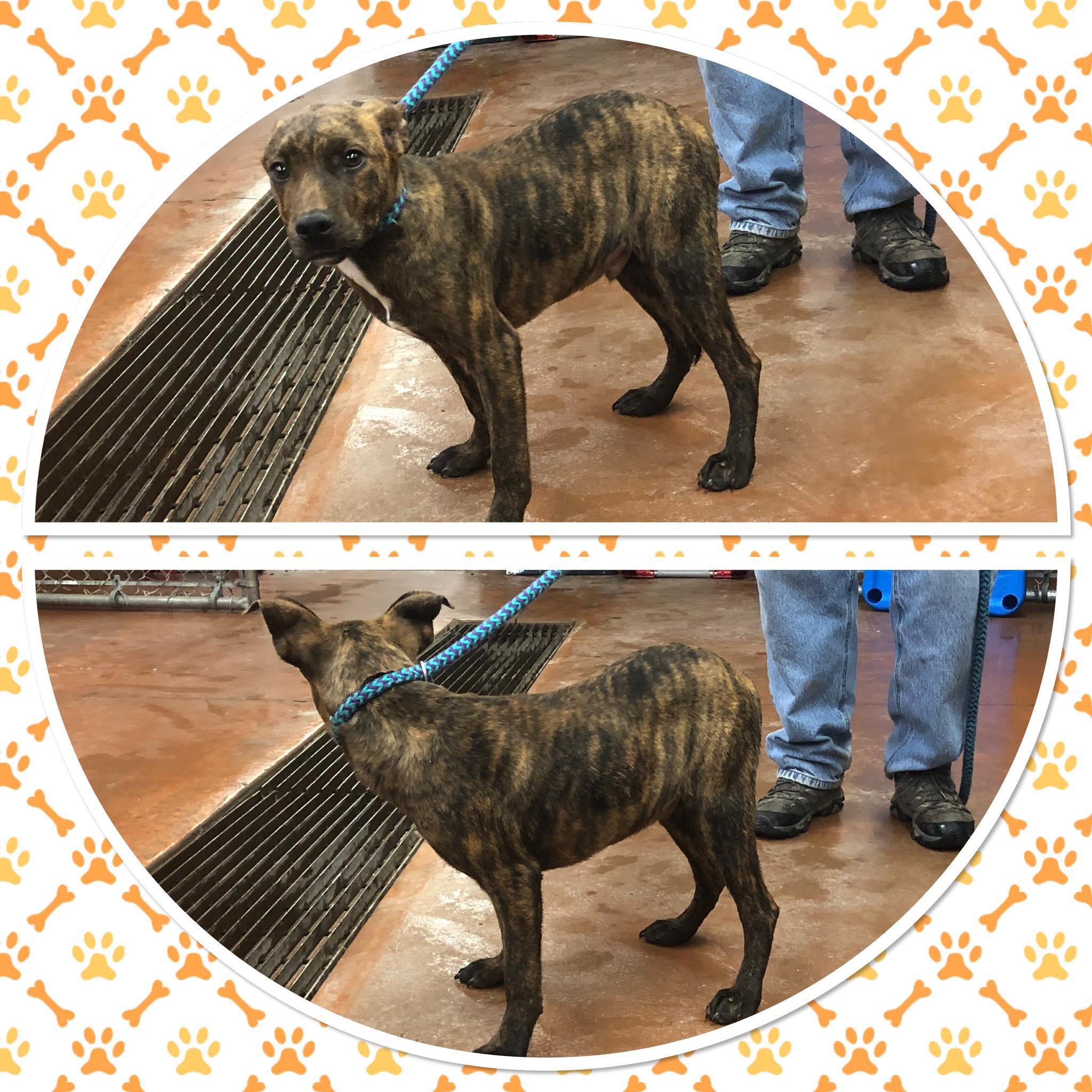 ARROW, ADOPTABLE, Puppy Male Shepherd & Pit Bull Terrier.