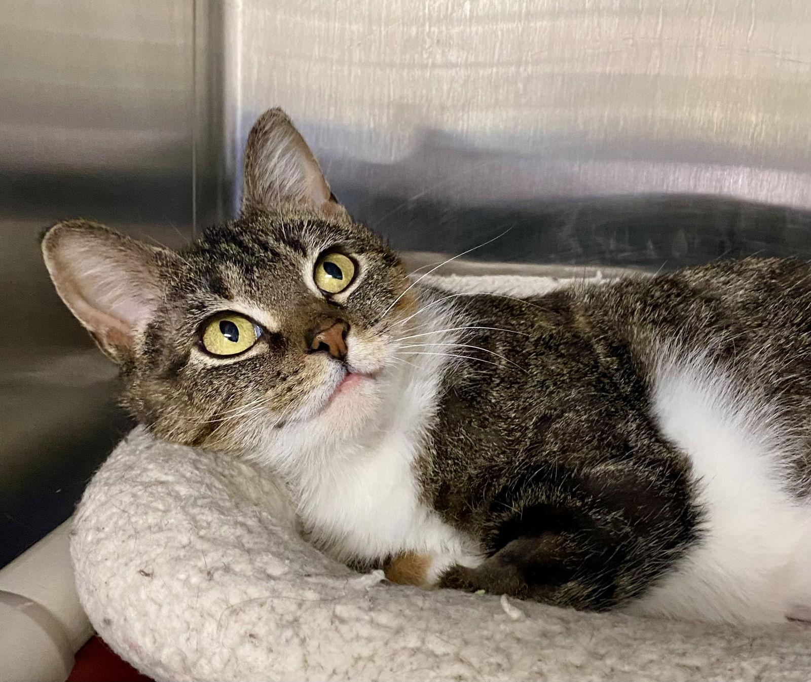 Freda, Adoptable, Adult Female Domestic Short Hair & Calico.