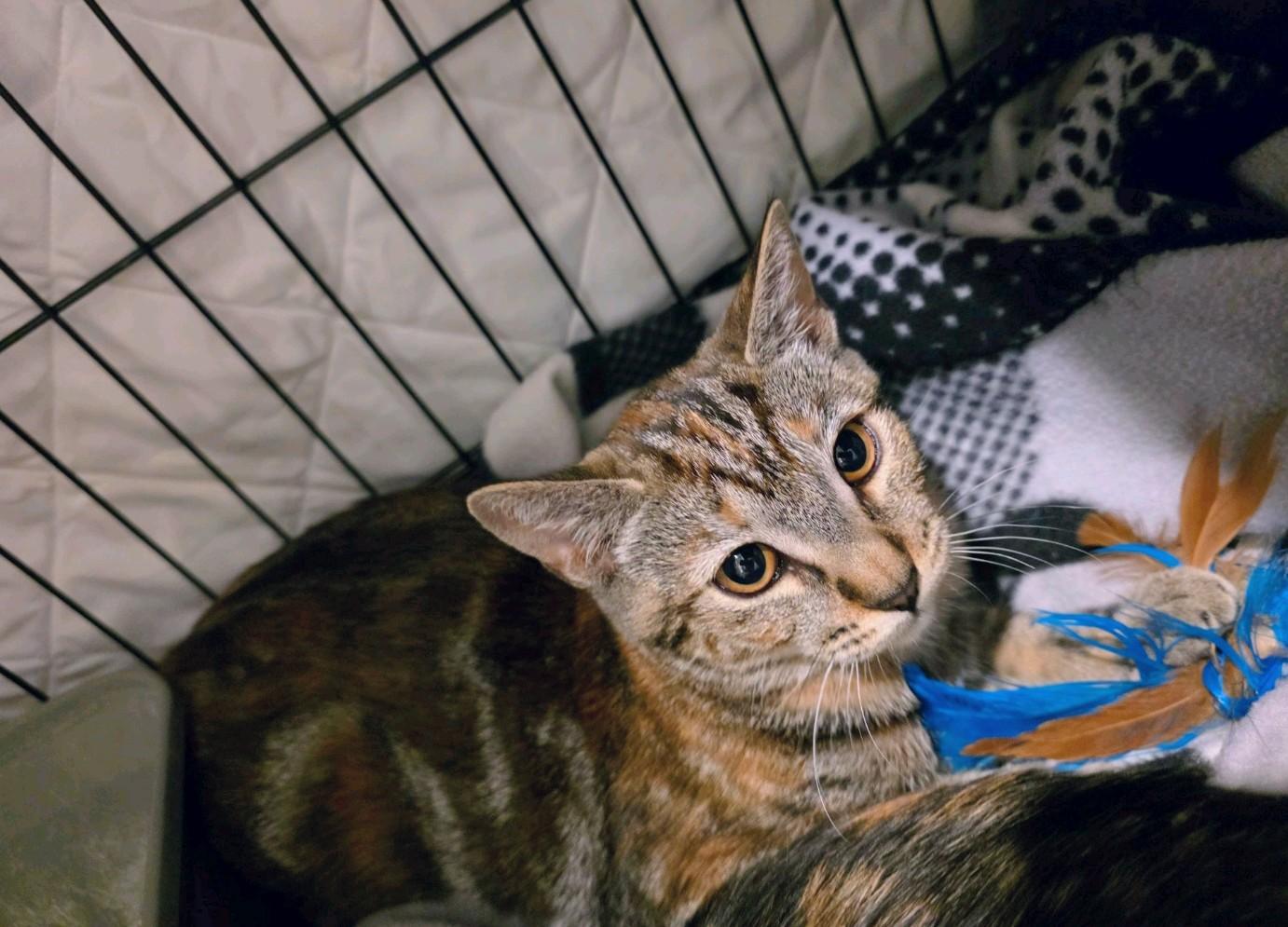 Spring, Adoptable, Kitten Female Domestic Short Hair.