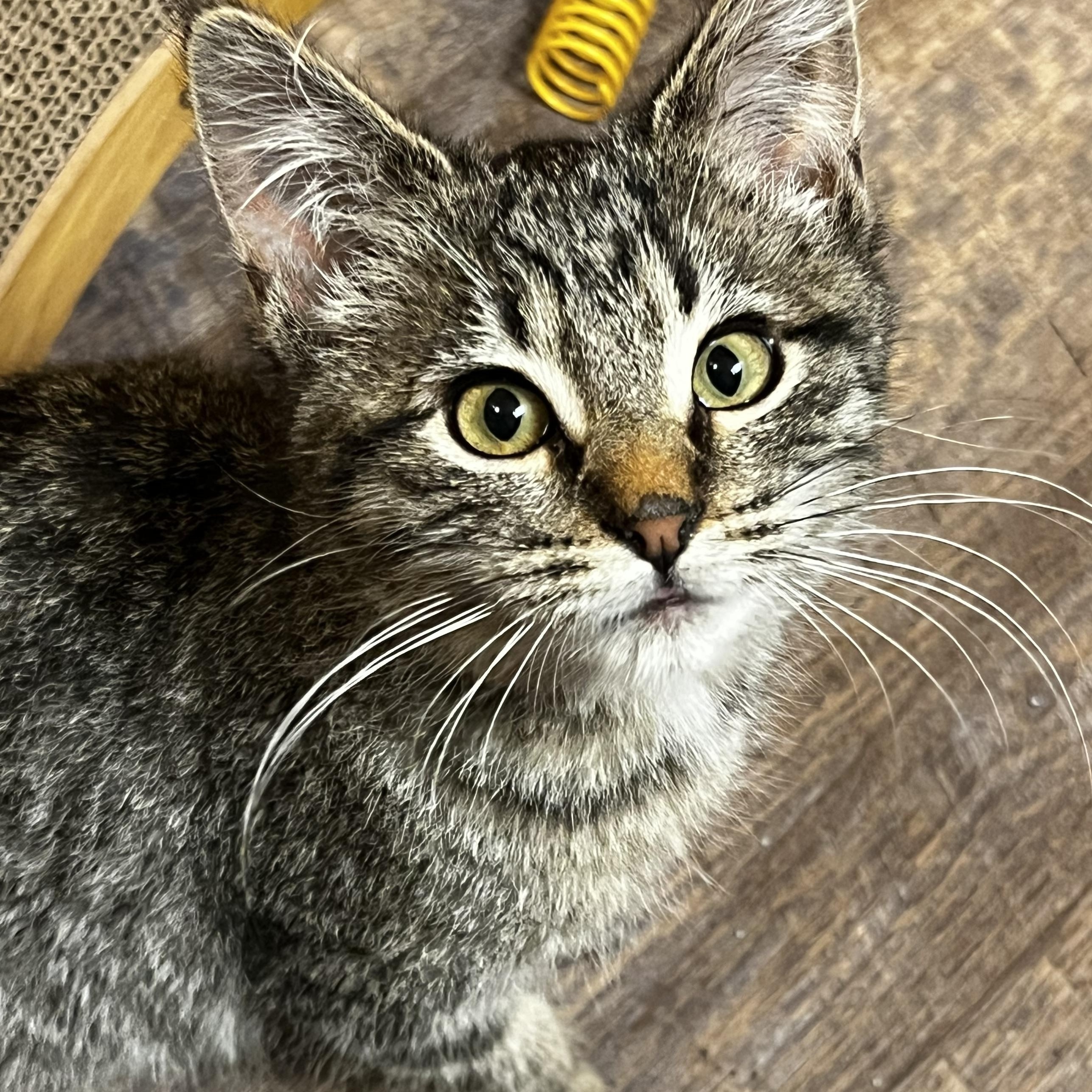 Enlarge Penny, a ADOPTABLE Domestic Short Hair in Watertown, WI image 1/3