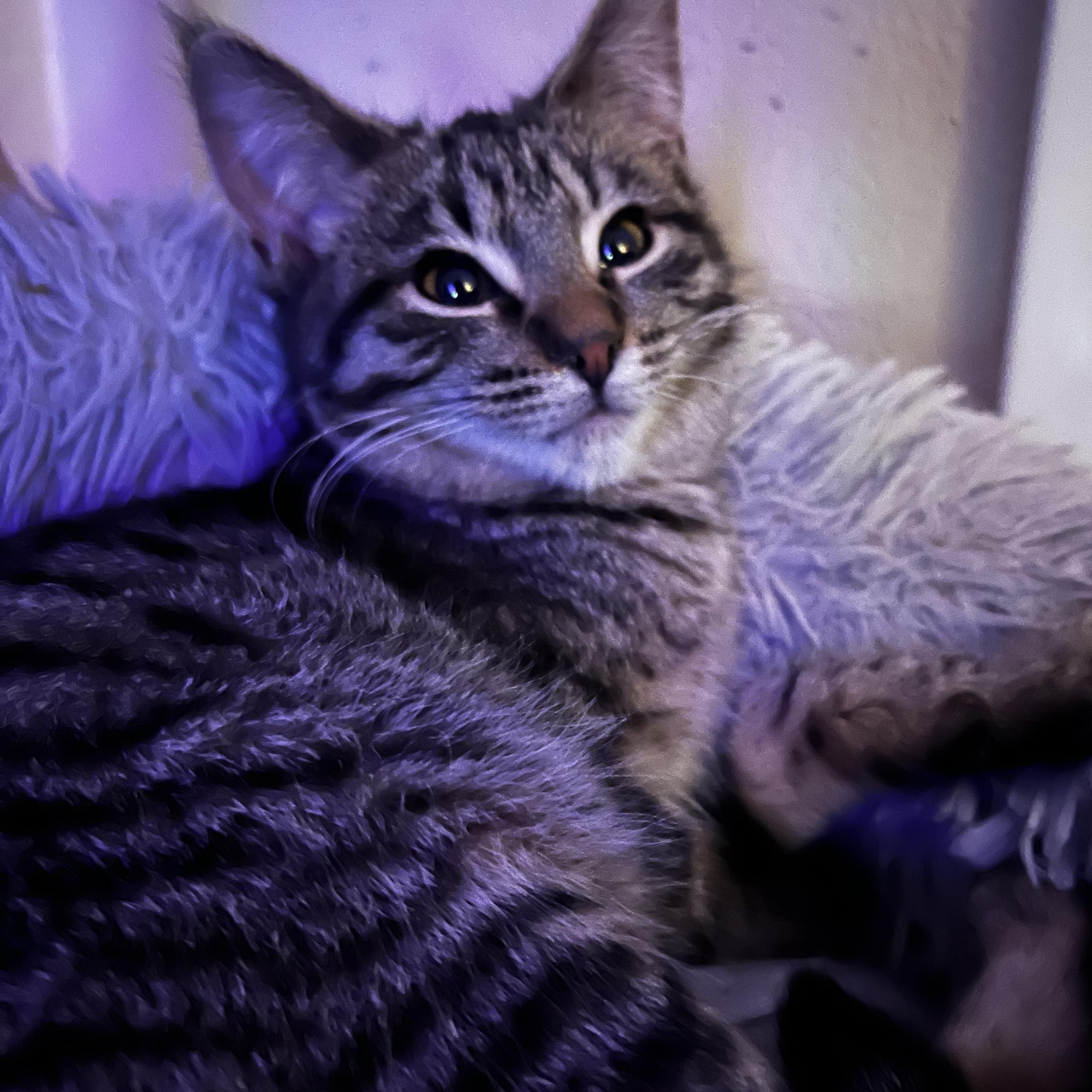 Enlarge Penny, a ADOPTABLE Domestic Short Hair in Watertown, WI image 2/3