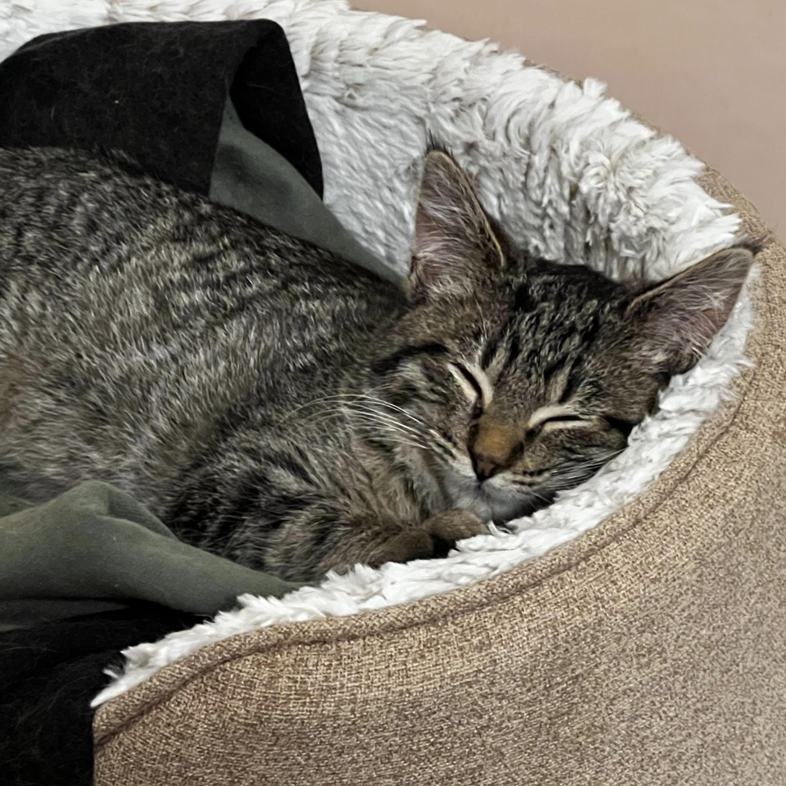 Enlarge Penny, a ADOPTABLE Domestic Short Hair in Watertown, WI image 3/3