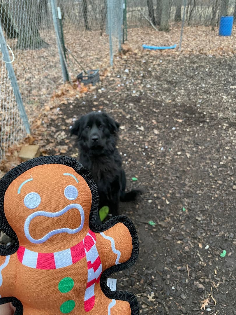 Frankie, an adoptable Newfoundland Dog in North Branch, MN, 55056 | Photo Image 2