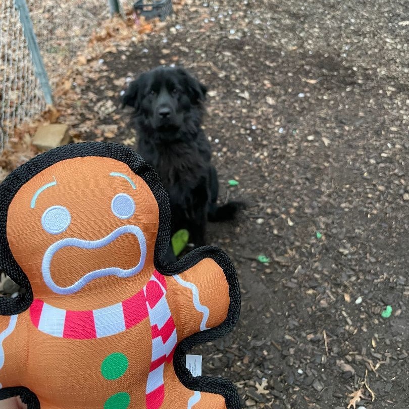 Enlarge Frankie, a Adoptable Newfoundland Dog in North Branch, MN image 2/4
