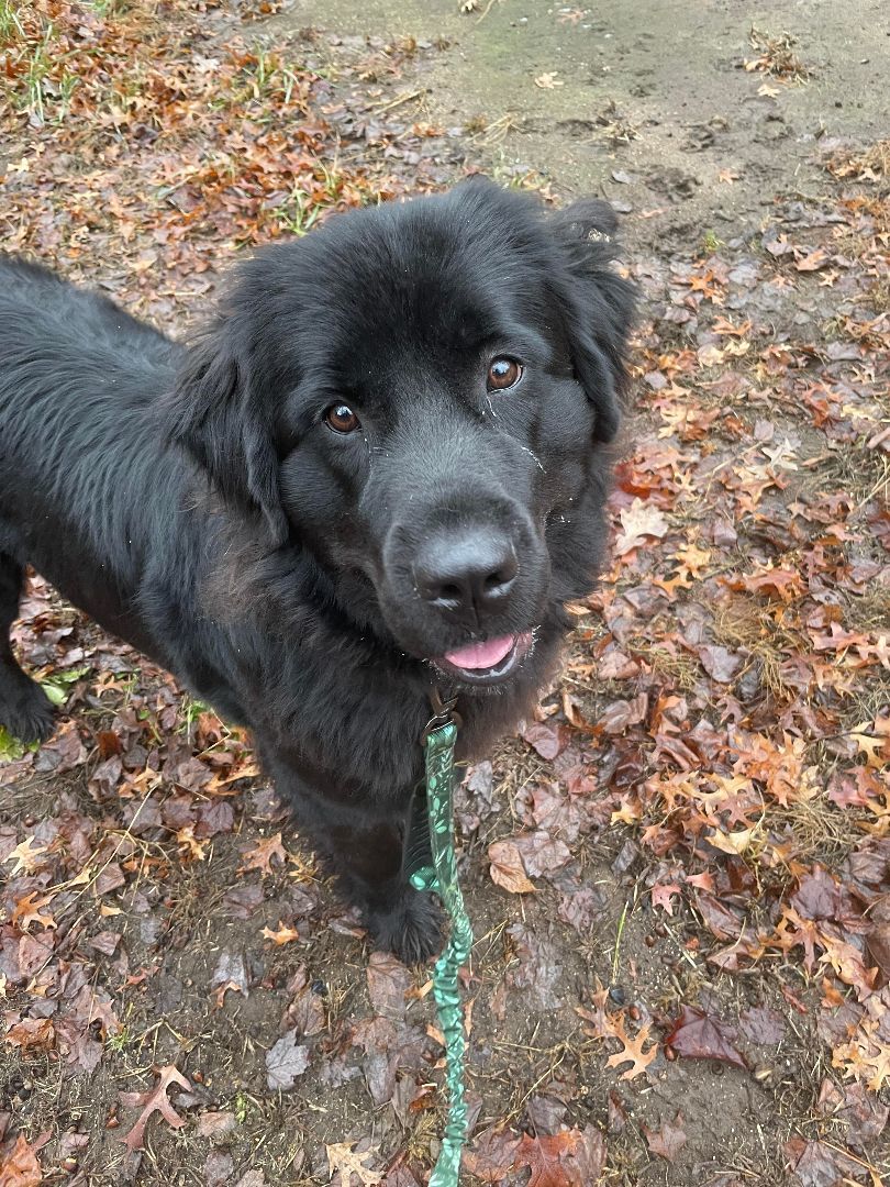 Frankie, an adoptable Newfoundland Dog in North Branch, MN, 55056 | Photo Image 3