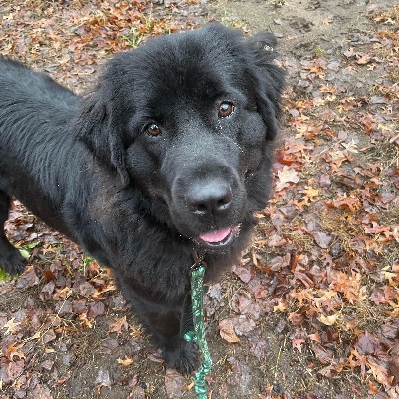 Enlarge Frankie, a Adoptable Newfoundland Dog in North Branch, MN image 3/4