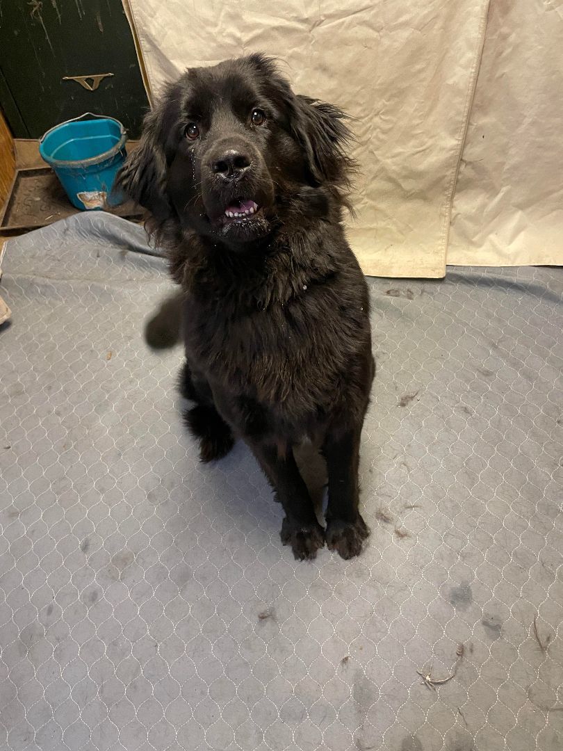 Frankie, an adoptable Newfoundland Dog in North Branch, MN, 55056 | Photo Image 4