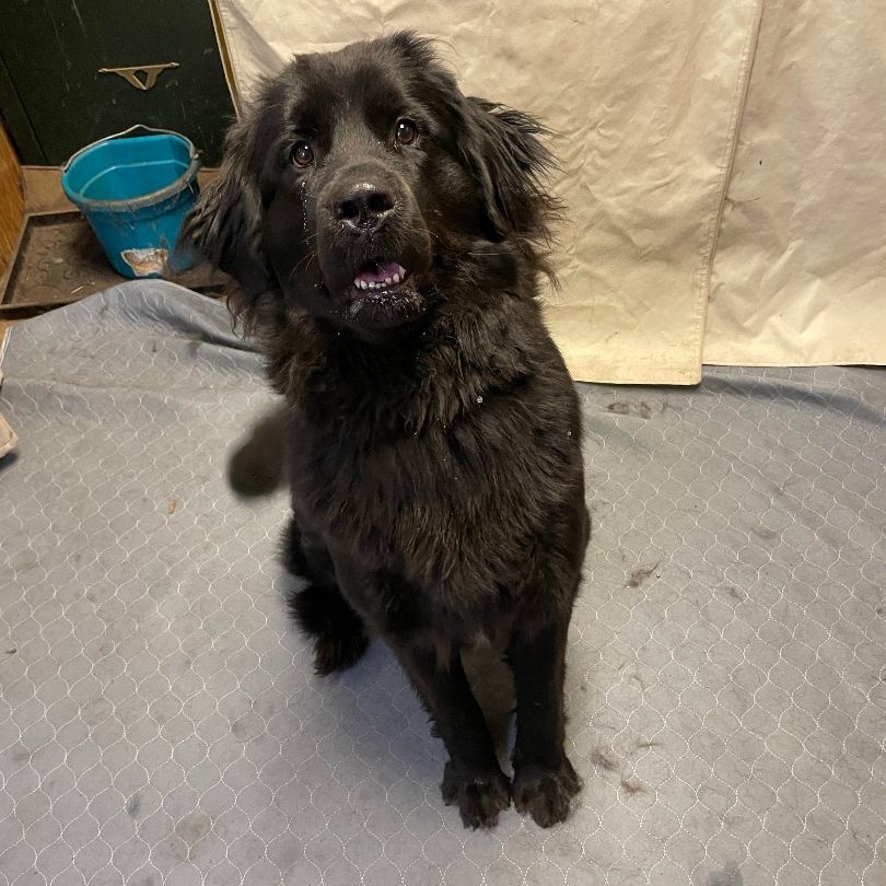 Enlarge Frankie, a Adoptable Newfoundland Dog in North Branch, MN image 4/4
