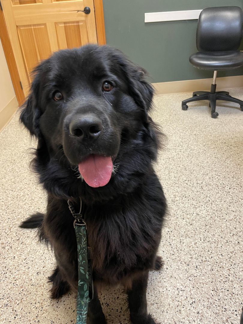 Frankie, an adoptable Newfoundland Dog in North Branch, MN, 55056 | Photo Image 1