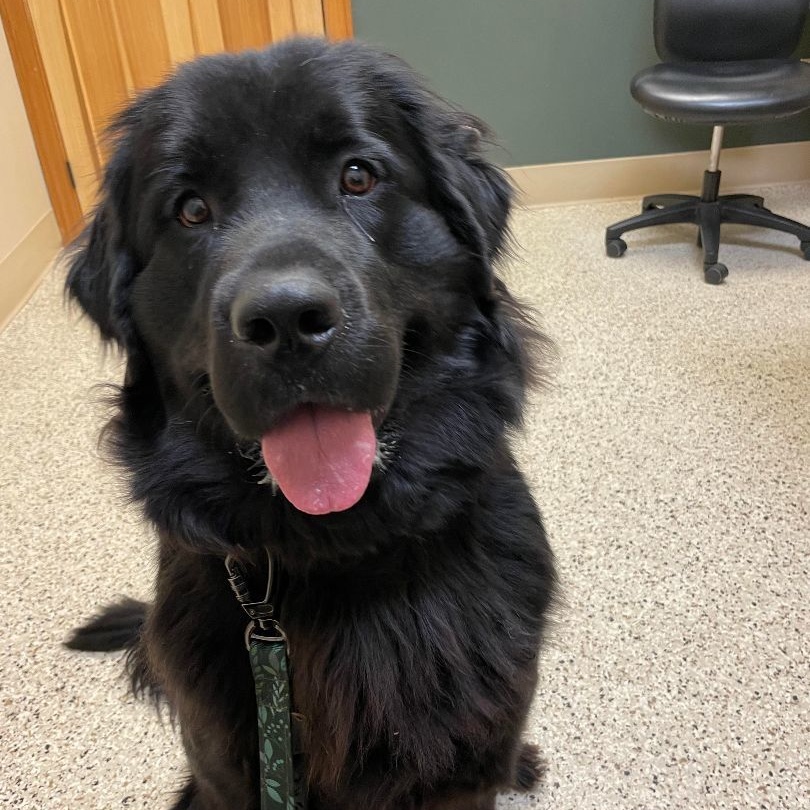 Enlarge Frankie, a Adoptable Newfoundland Dog in North Branch, MN image 1/4