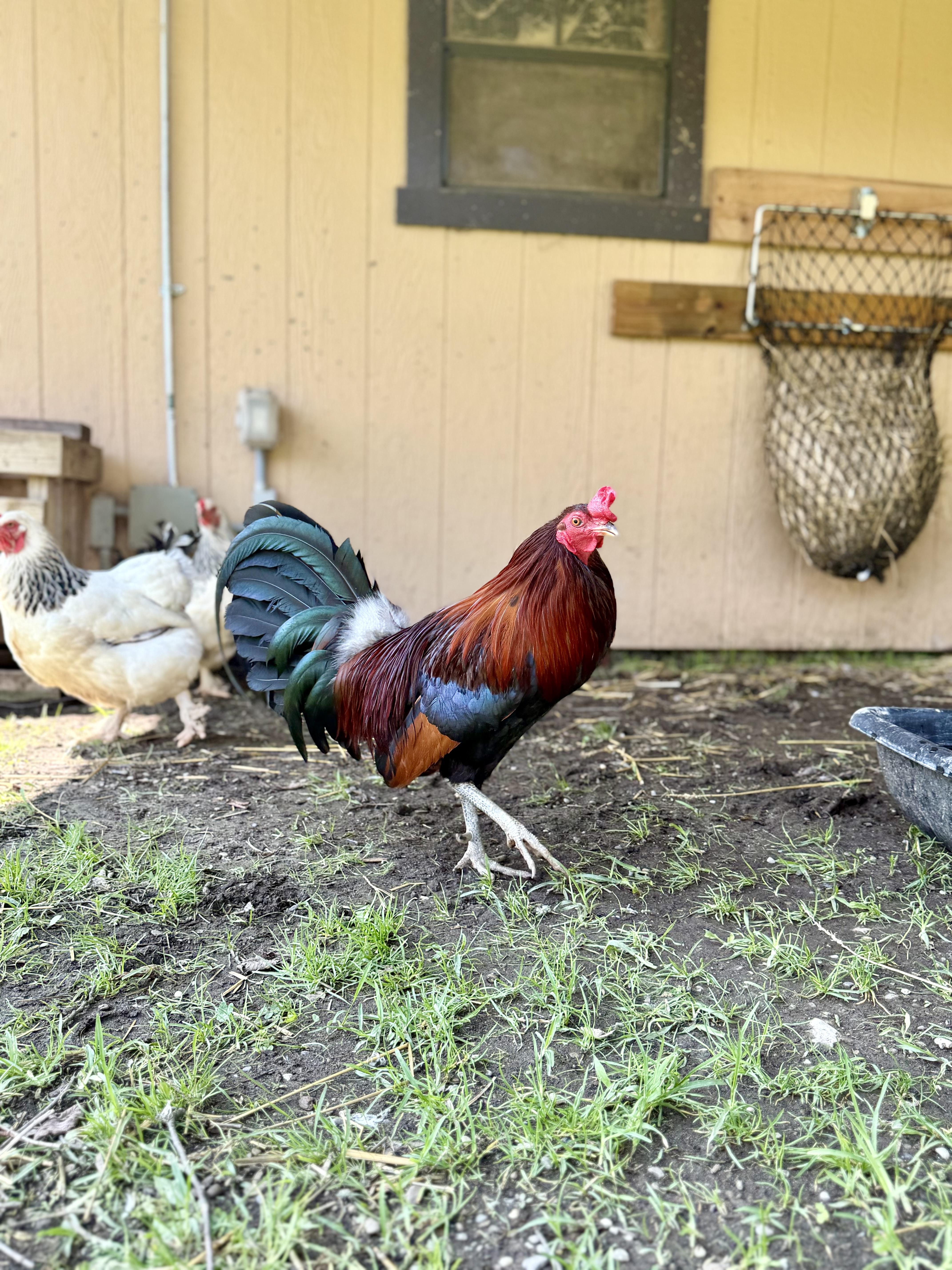 Fonzie, a Adoptable Chicken in Ravenna, OH image 4/5